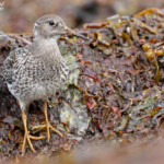 Bécasseau violet, jeune de l'année