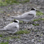 Sternes arctiques, plumage immature de 2ème été