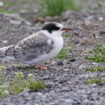 Jeune tout juste volant de Sterne arctique