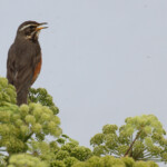 Grive mauvis, ssp Coburni, dans des ombellifères