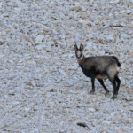 Chamois dans les pierriers du Pic de Bure