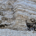 Chamois dans les pierriers du Pic de Bure