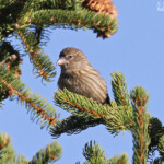 Jeune Bec-croisé des sapins, bois au pied du Pic de Bure