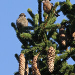 Jeune Bec-croisé des sapins et mâle, bois au pied du Pic de Bure
