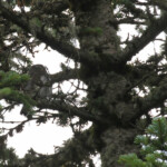 Chevêchette d'Europe dans les bois du Pic de Bure