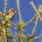 Bec croisé des sapins dans la montée au Pic de Bure