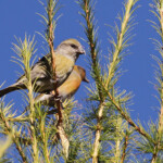 Becs-croisés des sapins, femelle et mâle, dans la montée au Pic de Bure