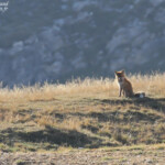 Renard sur les pentes du Pic de Bure