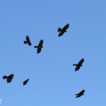 Groupe de Chocards à bec jaune et Craves à bec rouge sur le pic de Bure