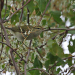 Pouillot à grands sourcils, AIx en Provence, octobre 2016