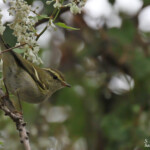 Pouillot à grands sourcils, Aix en Provence, octobre 2016