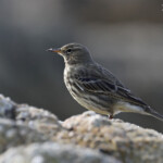 Pipit maritime sur la plage de Yusin