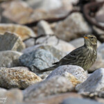 Pipit maritime sur la plage de Yusin