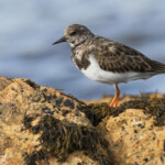 Tournepierre à collier sur la plage de Yusin
