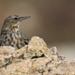 Pipit maritime sur la plage de Yusin