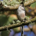 Mésange à longue-queue, Stang ar Stiff