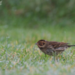 Bruant nain près de lampaul