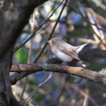 Gobemouche nain dans le Stang ar Stiff