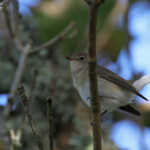 Gobemouche nain dans le Stang ar Stiff