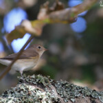 Gobemouche nain dans le Stang ar Stiff