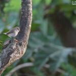 Gobemouche nain dans Lampaul