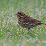 Bruant nain, Ouessant