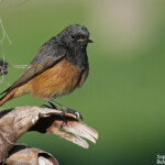Rougequeue noir, ssp. Phoenicurus ochruros phoenicuroides, port Vauban, Antibes