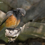 Rougequeue noir, ssp. Phoenicurus ochruros phoenicuroides, port Vauban, Antibes