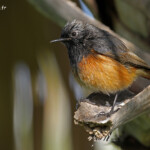 Rougequeue noir, ssp. Phoenicurus ochruros phoenicuroides, port Vauban, Antibes