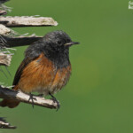 Rougequeue noir, ssp. Phoenicurus ochruros phoenicuroides, port Vauban, Antibes