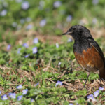 Rougequeue noir, ssp. Phoenicurus ochruros phoenicuroides, port Vauban, Antibes