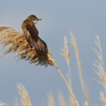 Rousserolle turdoïde, Camargue mai 2017