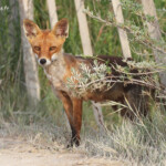 Renarde, Piste de Beauduc, Camargue mai 2017