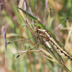 Orthétrum à stylets blancs, Camargue, avril 2017 Svg+xml,%3Csvg%20xmlns%3D%22http%3A%2F%2Fwww.w3