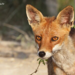 Renarde, Piste de Beauduc, Camargue mai 2017
