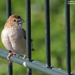 Capucin bec-de-plomb, port Vauban, Antibes
