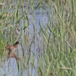 Marouette poussin, Palous de Saint-Chamas