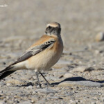 Traquet du désert, Enfores de la Vignolle, décembre 2017