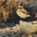 Traquet du désert, Enfores de la Vignolle, décembre 2017