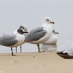 Goéland à bec cerclé et mouettes rieuses sur une plage d'Arcachon