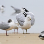 Goéland à bec cerclé et mouettes rieuses sur une plage d'Arcachon