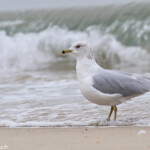 Goéland à bec cerclé sur une plage d'Arcachon