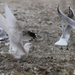 Goéland à ailes blanches, Port de Larros, Bassin d'Arcachon