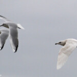Goéland à ailes blanches, Port de Larros, Bassin d'Arcachon