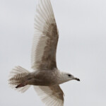 Goéland à ailes blanches, Port de Larros, Bassin d'Arcachon