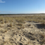 Les dunes du Cap Feret