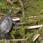 Cistude d'Europe cistude d'Europe