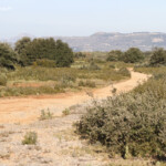 Garrigues dans les Bouches-du-Rhône