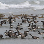 Groupe de Bernaches cravants, Ile d'Oléron