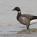Bernache cravant, Ile d'Oléron